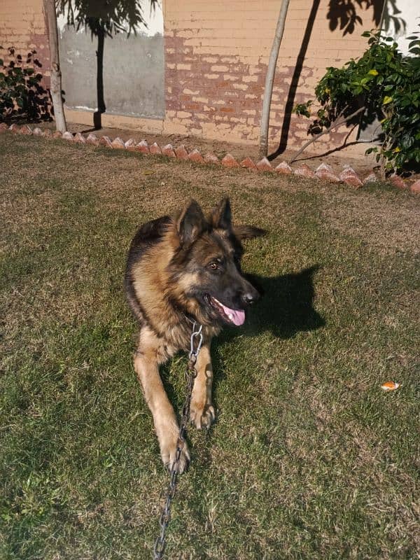 German Shepherd Dog Available for sale in Sargodha 3