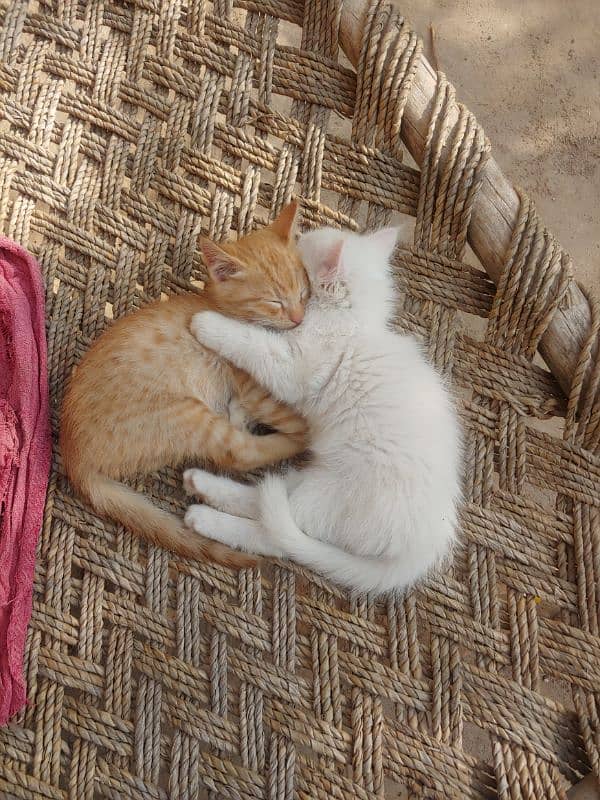 Cat kittens pair 0