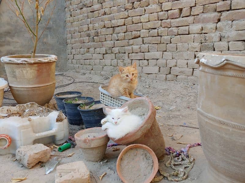 Cat kittens pair 1