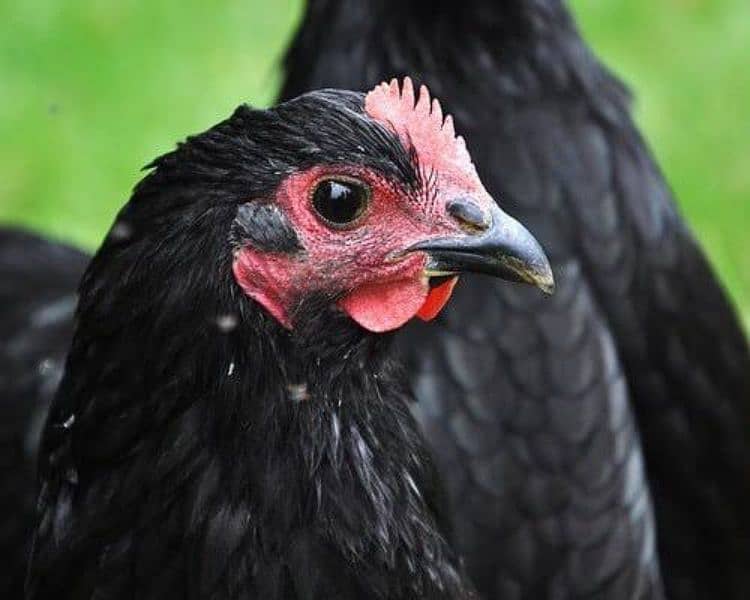 Australorp Hens 1