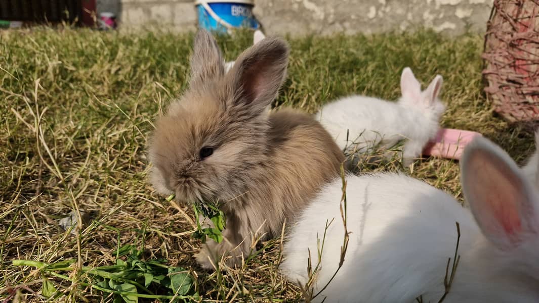 Angora Rabbit ATTOCK City 0