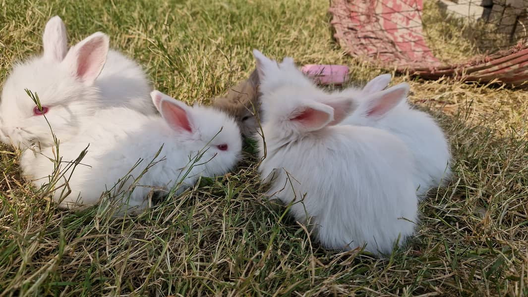 Angora Rabbit ATTOCK City 1