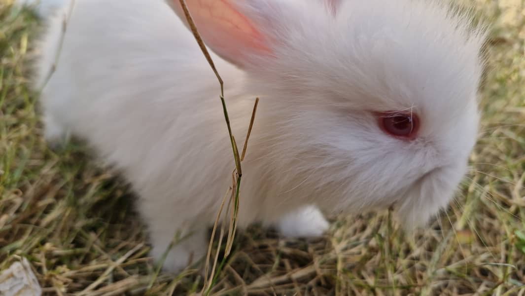 Angora Rabbit ATTOCK City 2