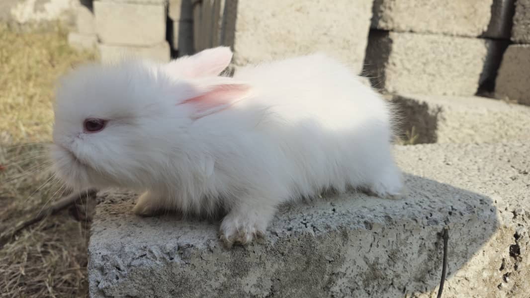 Angora Rabbit ATTOCK City 3