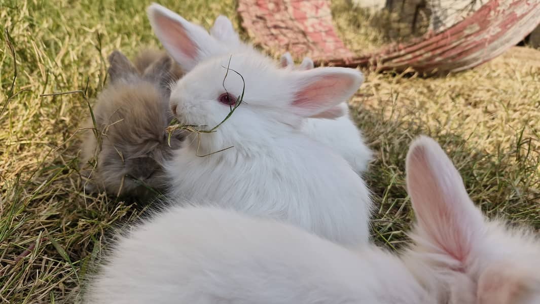 Angora Rabbit ATTOCK City 4