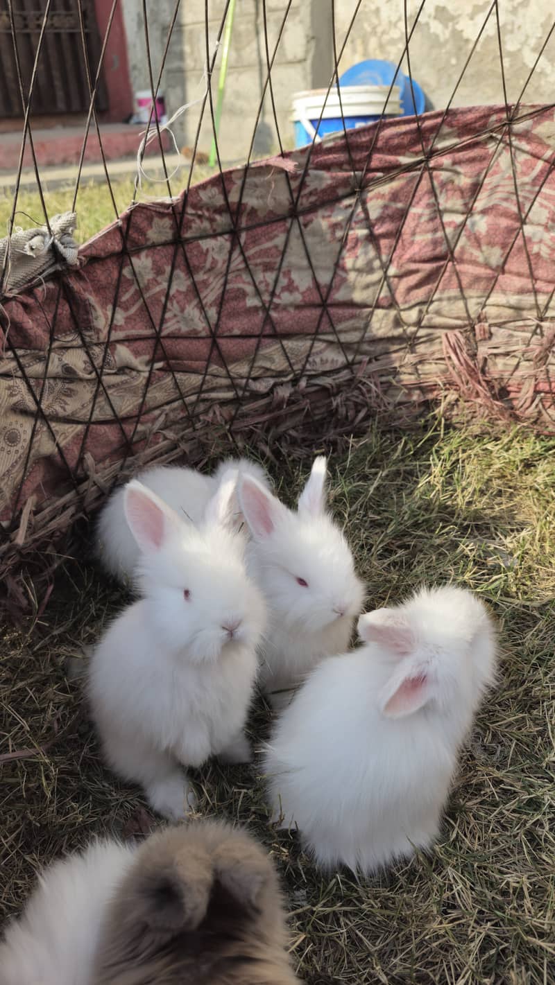 Angora Rabbit ATTOCK City 5