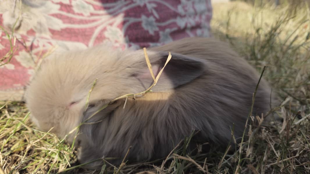 Angora Rabbit ATTOCK City 6