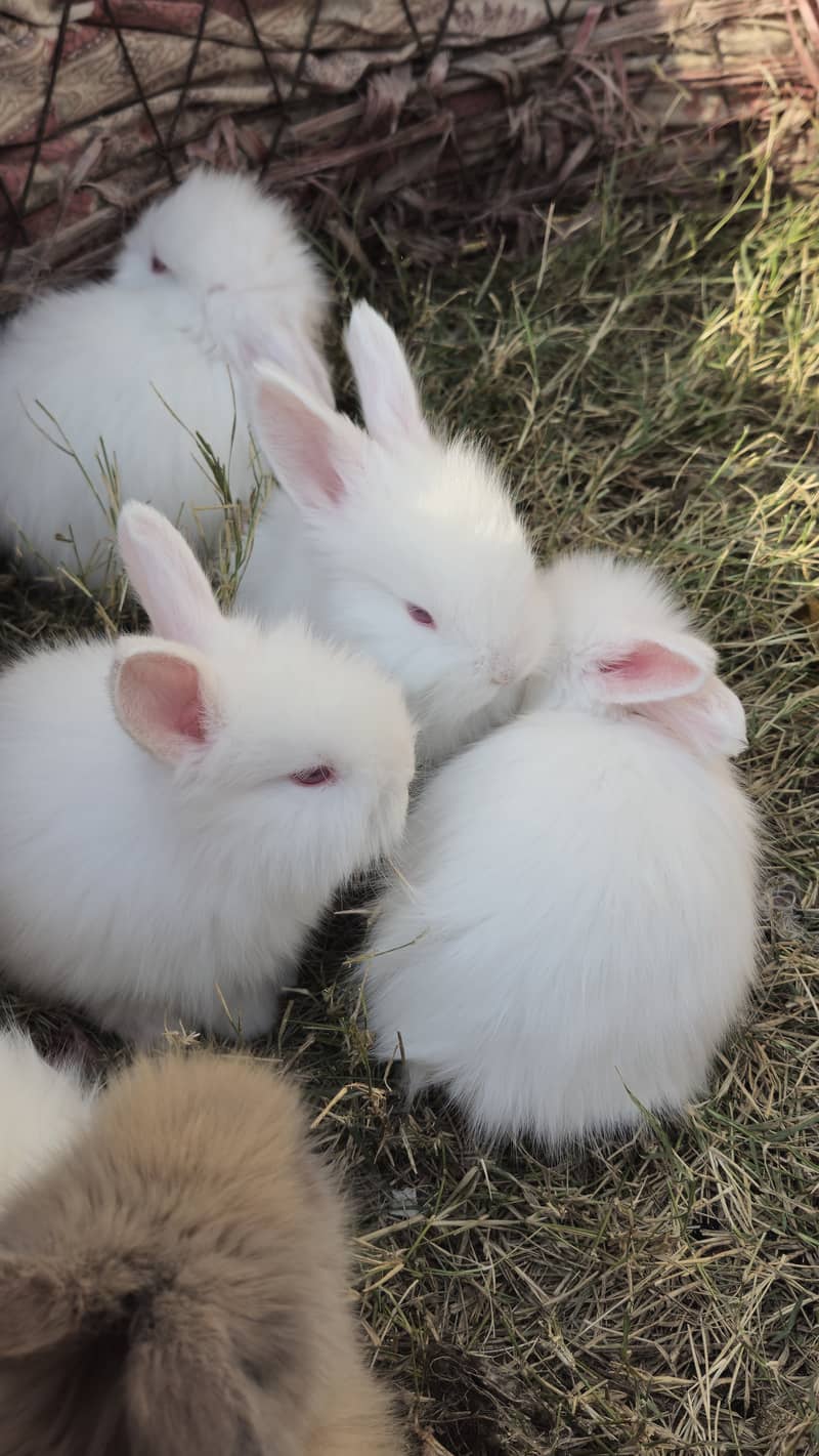 Angora Rabbit ATTOCK City 7