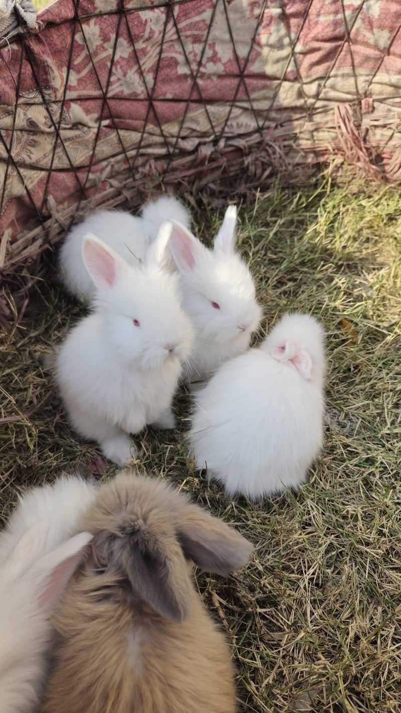 Angora Rabbit ATTOCK City 8