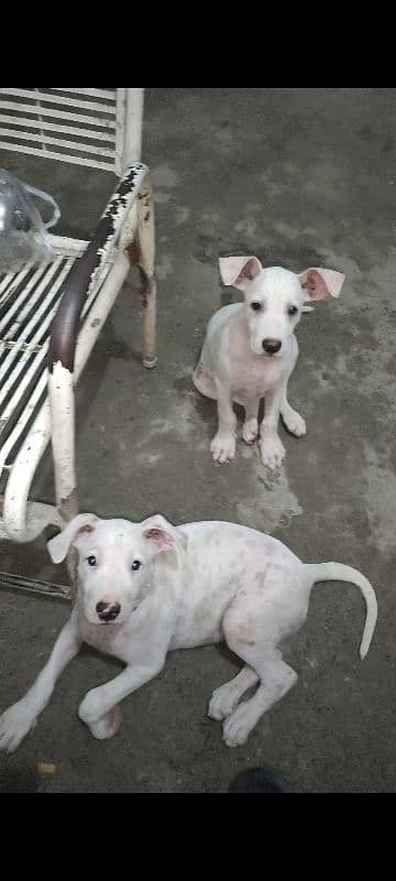 bull terrier dogs puppies 0