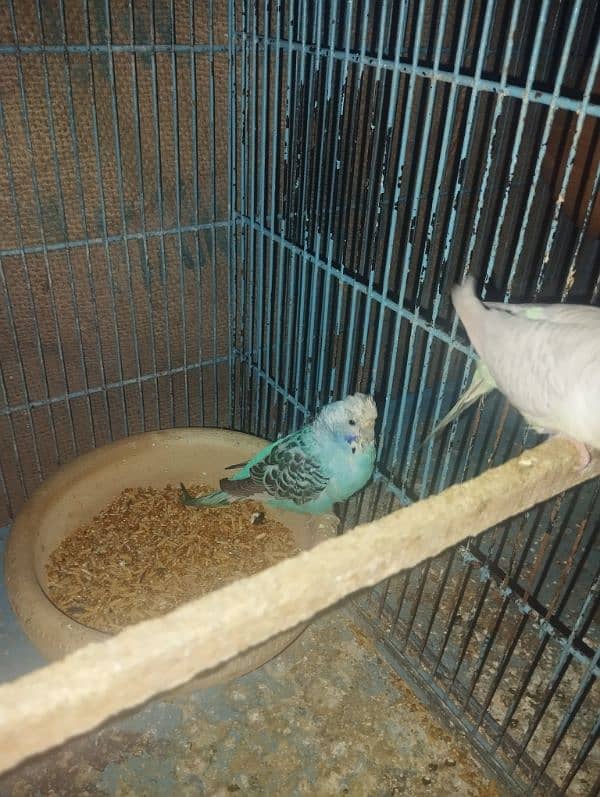 budgies pair 0