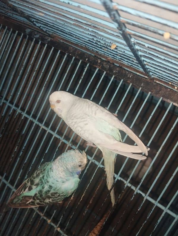 budgies pair 2