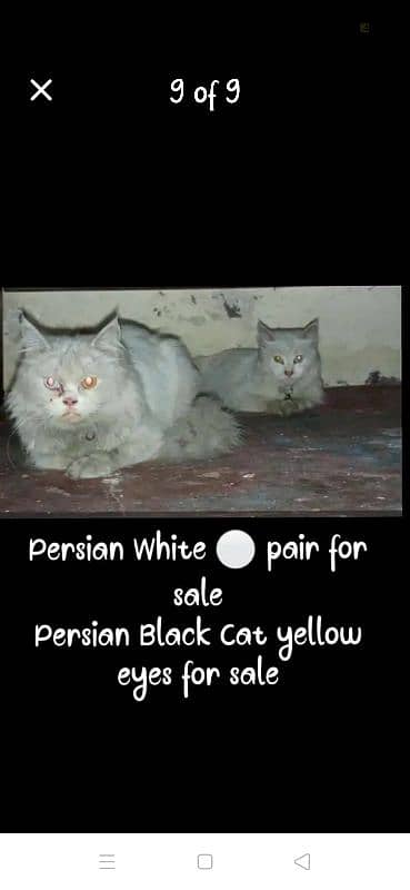 persian paired colored eyes 0