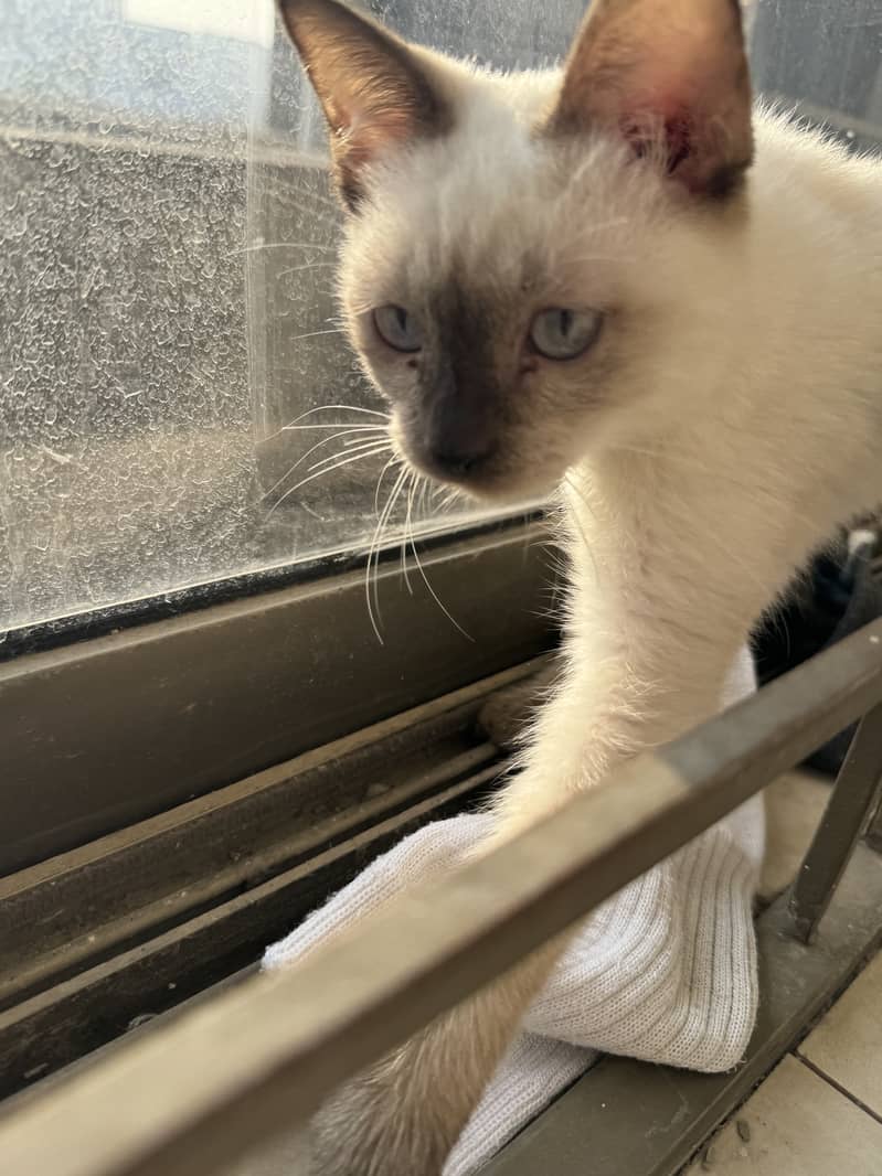 playful, cute Siamese baby cat for sale 0