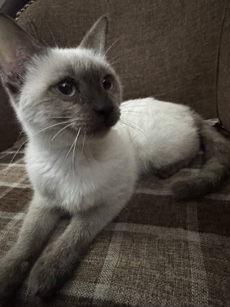 playful, cute Siamese baby cat for sale 2