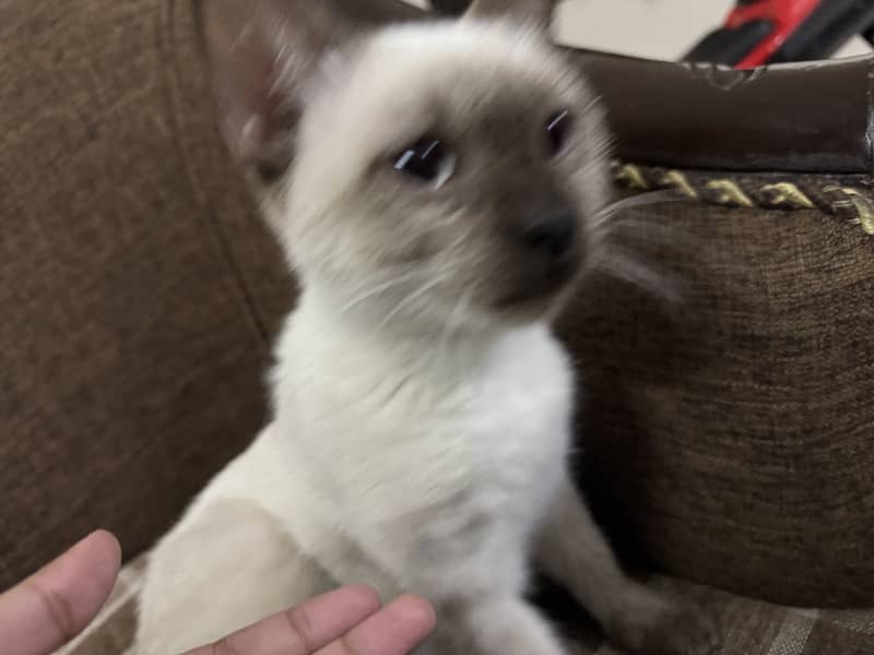 playful, cute Siamese baby cat for sale 3