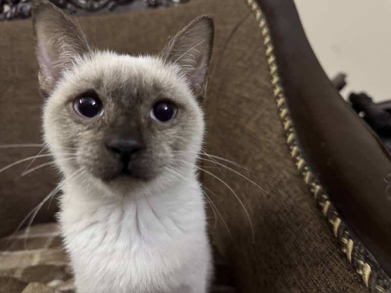 playful, cute Siamese baby cat for sale 4