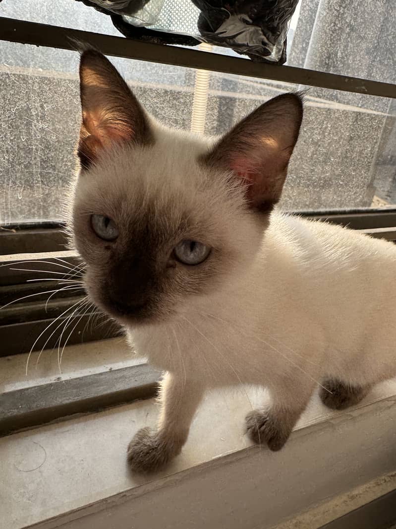 playful, cute Siamese baby cat for sale 5