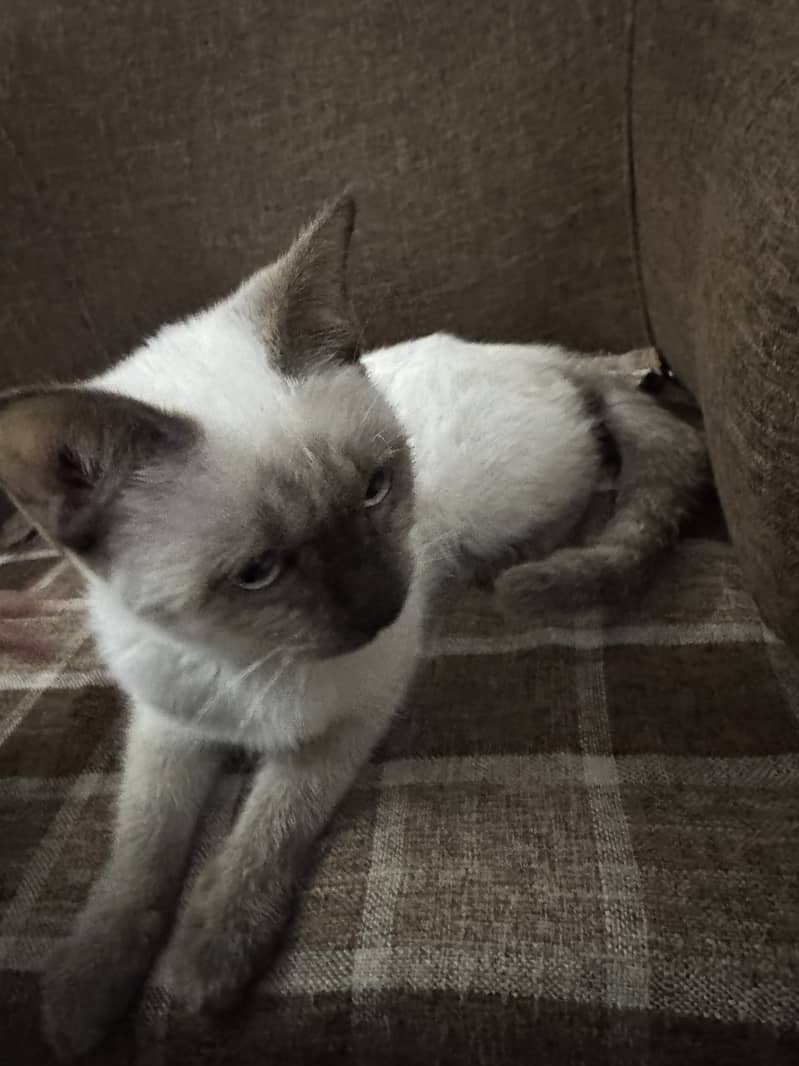 playful, cute Siamese baby cat for sale 6