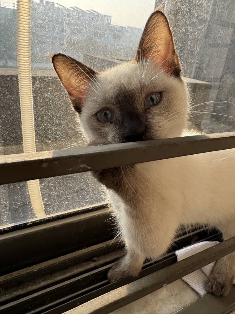 playful, cute Siamese baby cat for sale 7