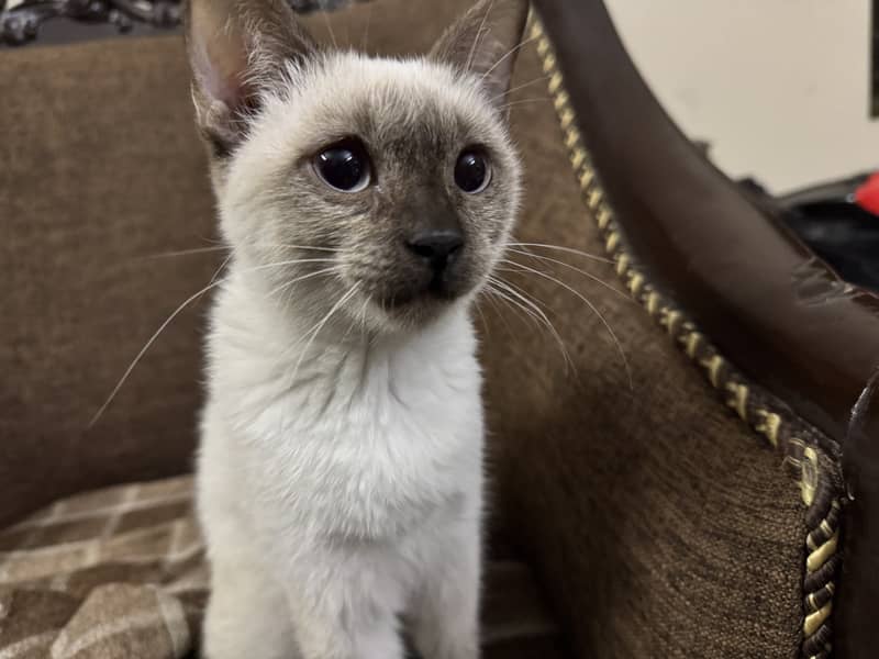 playful, cute Siamese baby cat for sale 8