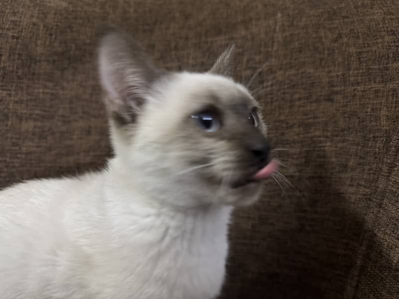 playful, cute Siamese baby cat for sale 9