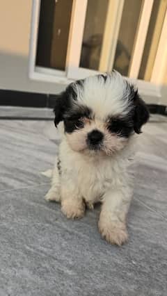 shihtzu