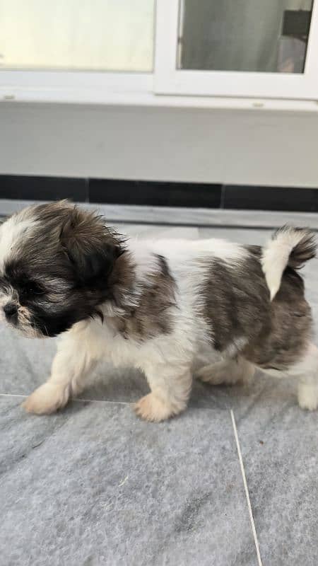 shihtzu Puppies 1