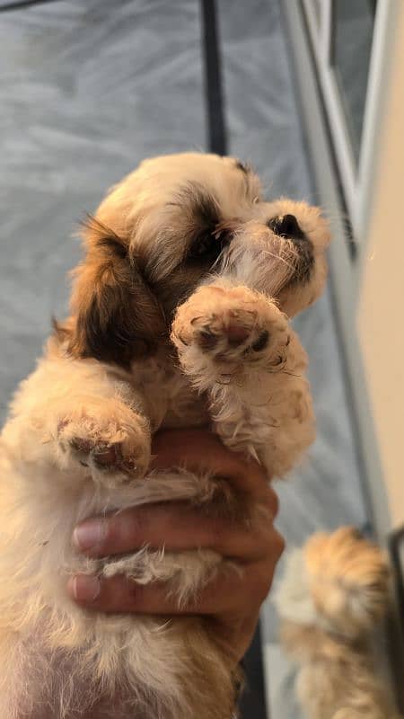 shihtzu Puppies 2