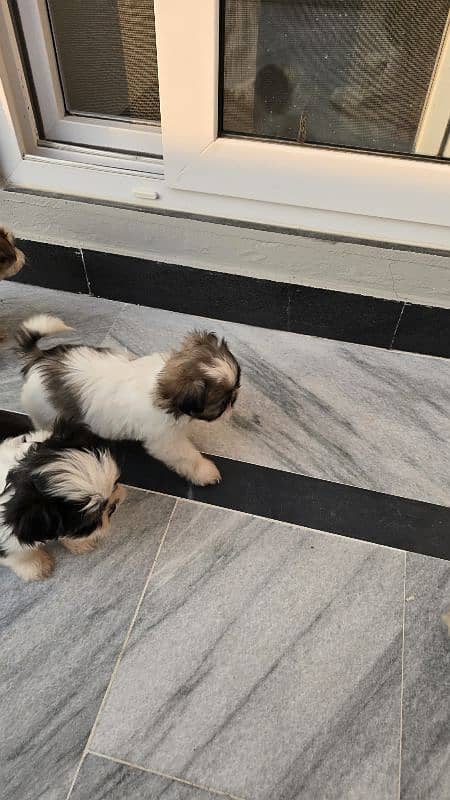 shihtzu Puppies 3