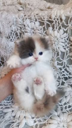 Persian Kittens Top Quality