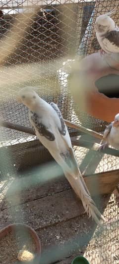 Top Quality V PiEd breeder male WhatsApp 03340376522