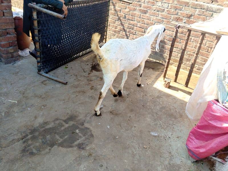 I have a goat pregnant 2month 5