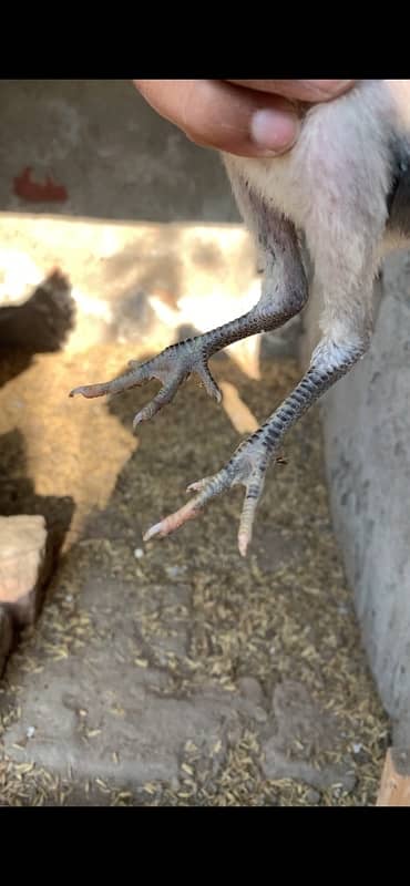 pure  dragon aseel  pair for sale chicks 2