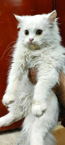 Persian Kitten Long Coat 0