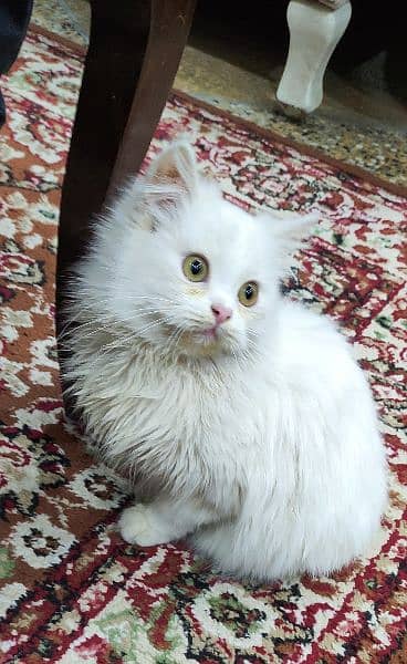 Persian Kitten Long Coat 1