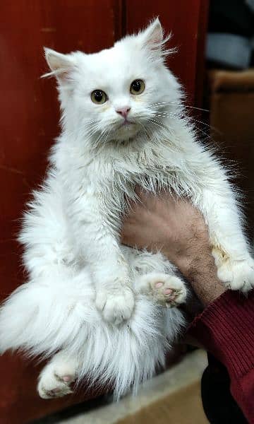 Persian Kitten Long Coat 2