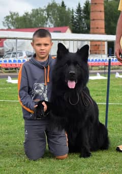 Pedigree long coat Black German Shepard puppies for sale