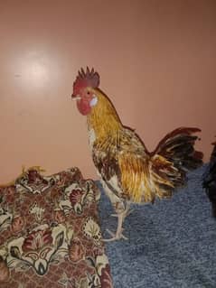 1male4female desi mirsri hens Ando wali ha sab ka weight 6/100-kg ha