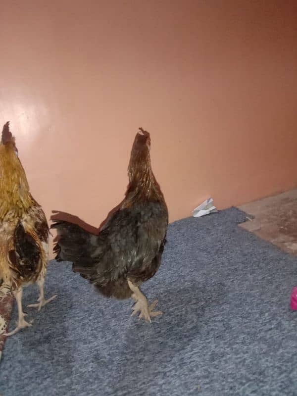 1male4female desi mirsri hens Ando wali ha sab ka weight 6/100-kg ha 4