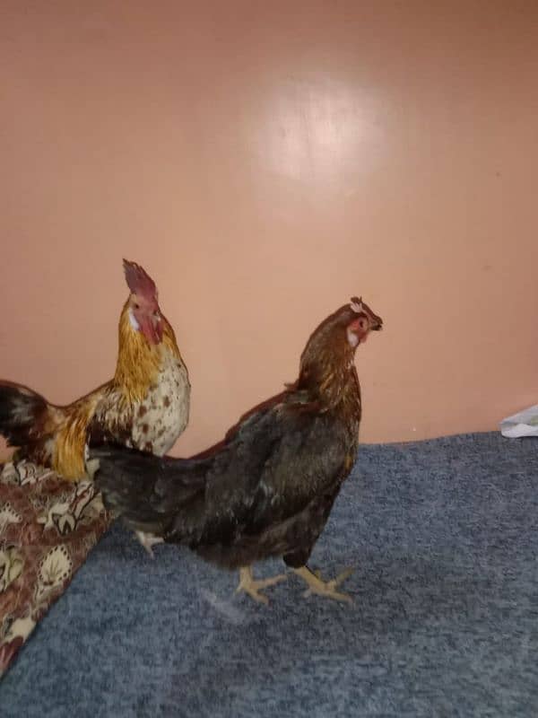 1male4female desi mirsri hens Ando wali ha sab ka weight 6/100-kg ha 5