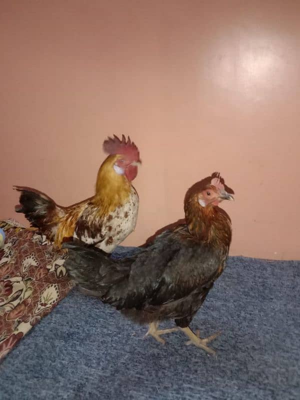 1male4female desi mirsri hens Ando wali ha sab ka weight 6/100-kg ha 7