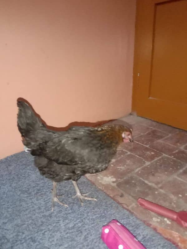 1male4female desi mirsri hens Ando wali ha sab ka weight 6/100-kg ha 8