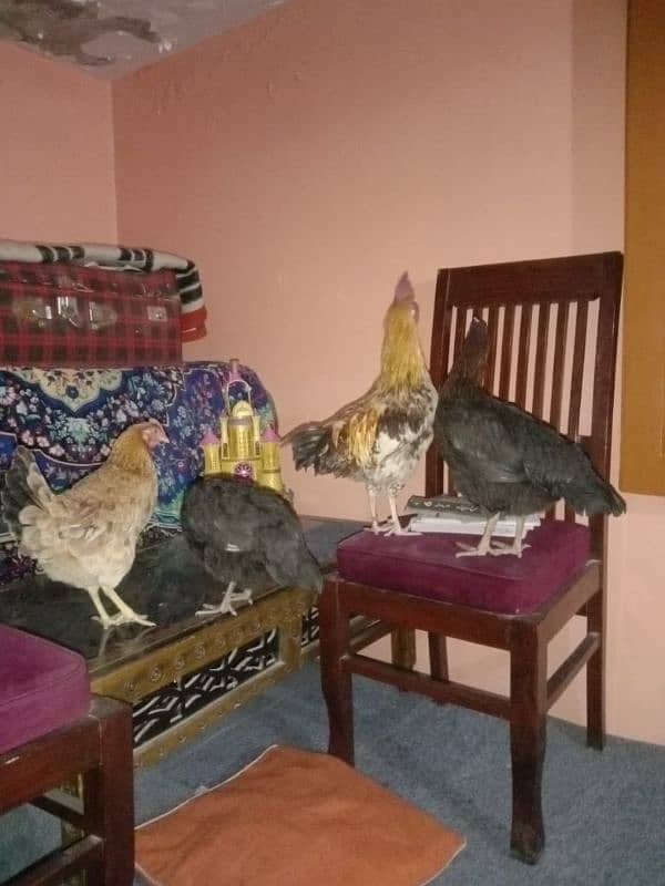 1male4female desi mirsri hens Ando wali ha sab ka weight 6/100-kg ha 13