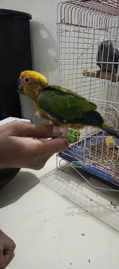 sun conure Tame  Karachi breed