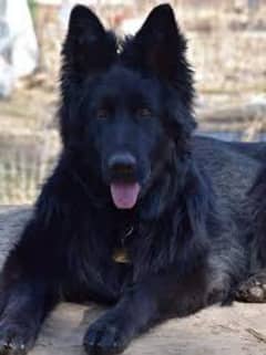 Pedigree long coat Black German Shepard puppies for sale