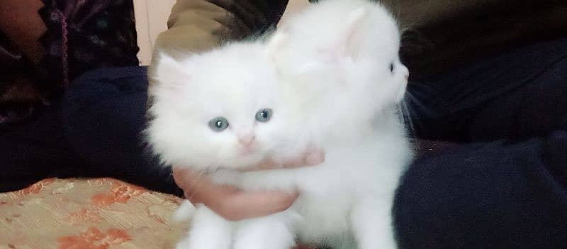 Persian kitten piear available 0