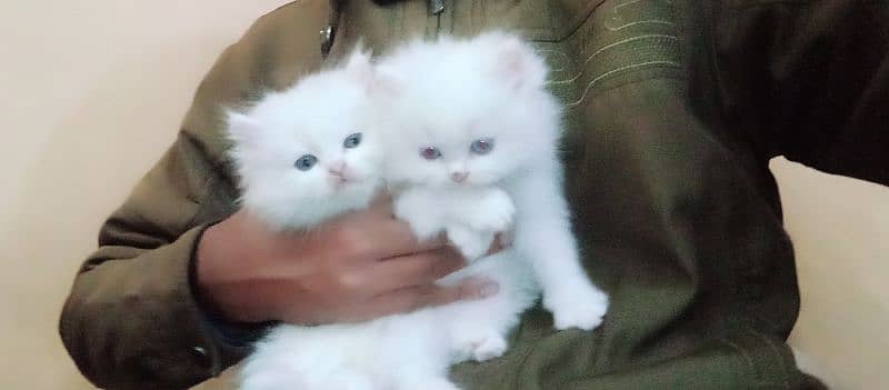 Persian kitten piear available 1