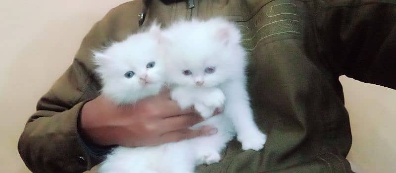 Persian kitten piear available 2