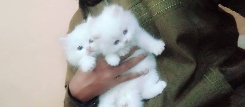 Persian kitten piear available 4